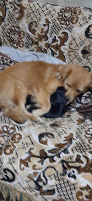 Отдам маленьких щенков в добрые руки