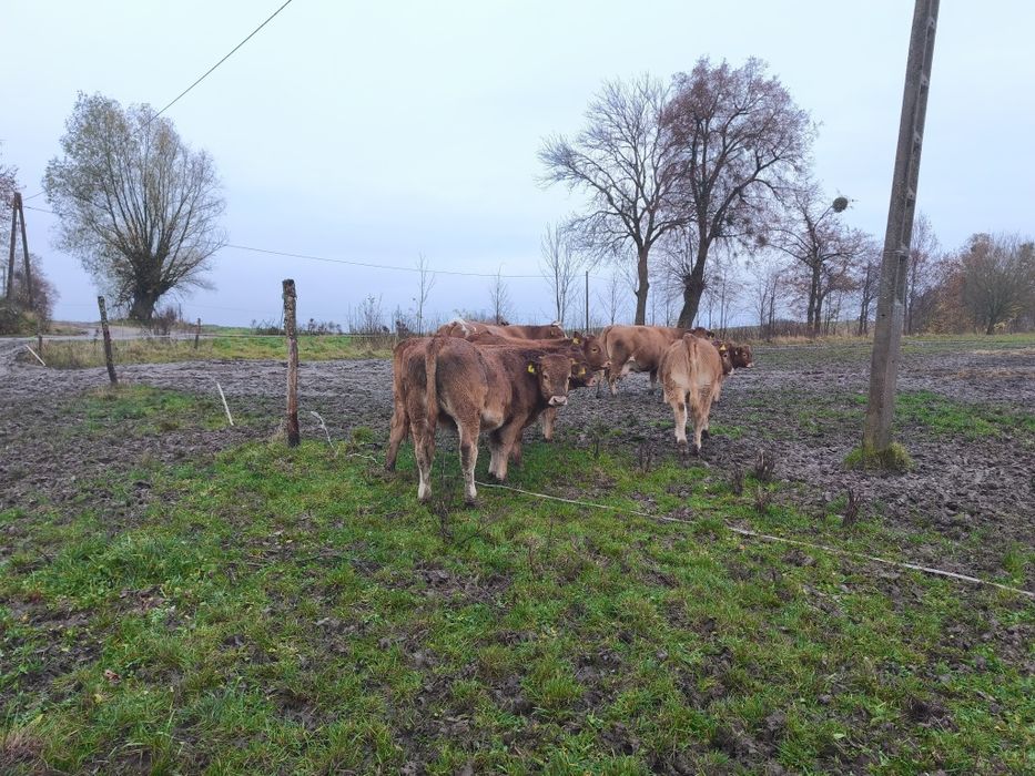 Byczki LM odsadki 10sztuk 8miesięcy