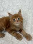 Kocurek Maine Coon Felis/FiFe