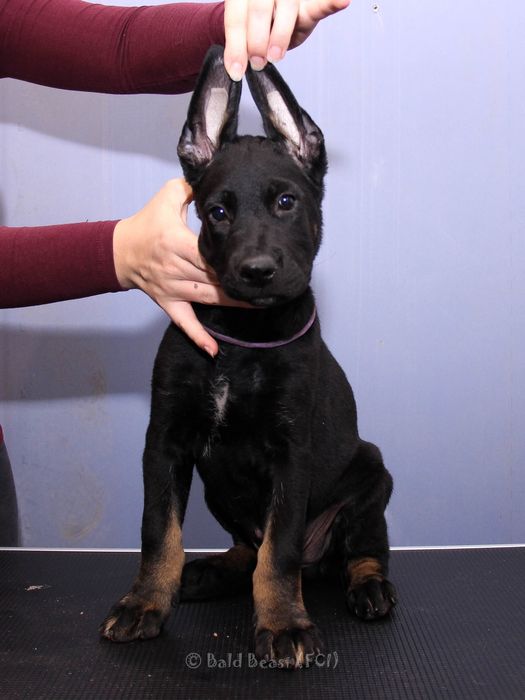 Nagi pies meksykański xoloitzcuintle, wersja owłosiona