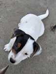 Jack Russell Terrier