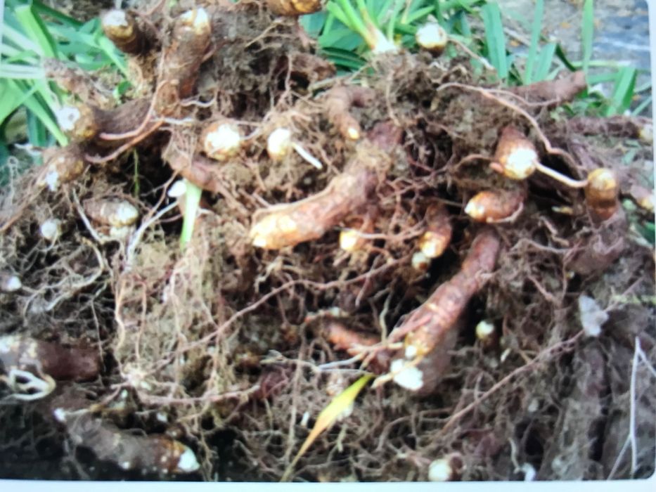 Juka ogrodowa.  Do zamówienia powyżej 10sztuk 2sztuki gratis !