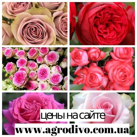 Саженцы роз (кустовые, плетистые, парковые, бардюрные, миниатюрные)