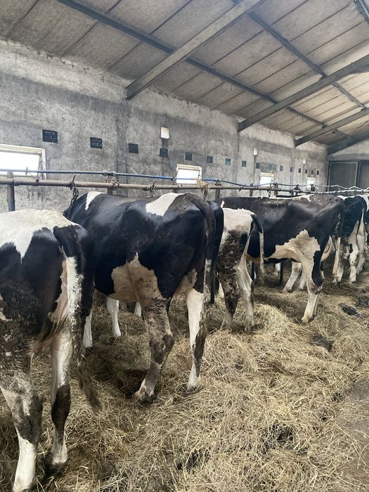 Jałówka wysokocielna