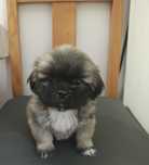 Pequines / Pequinois macho puro