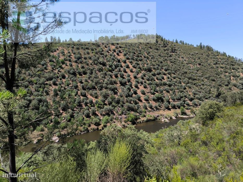 Olivar tradicional a confinar com o rio