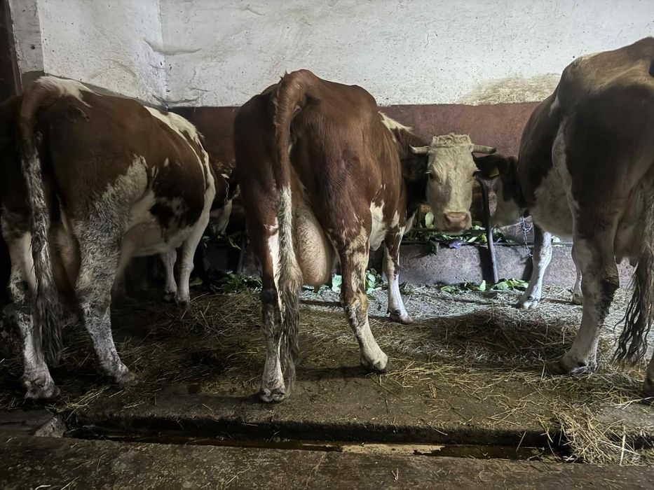 Krowy mleczne likwidacja