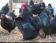 Vendo ovos galados de galinha Jersey Gigante Negro