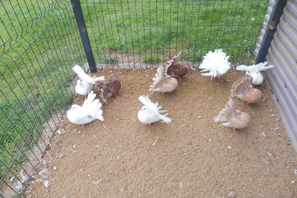 Sprzedam gołębie pawiki