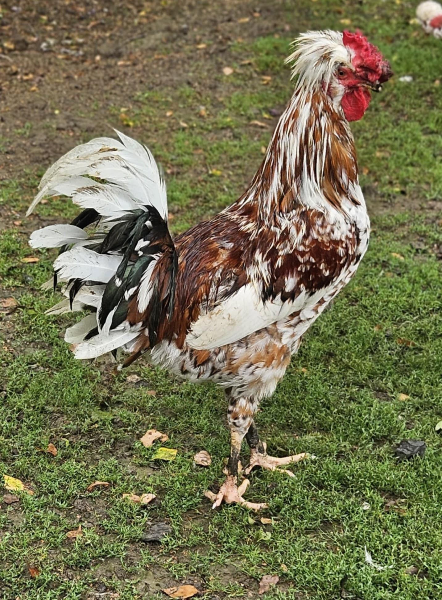 Kogut Czubatki sprzedam