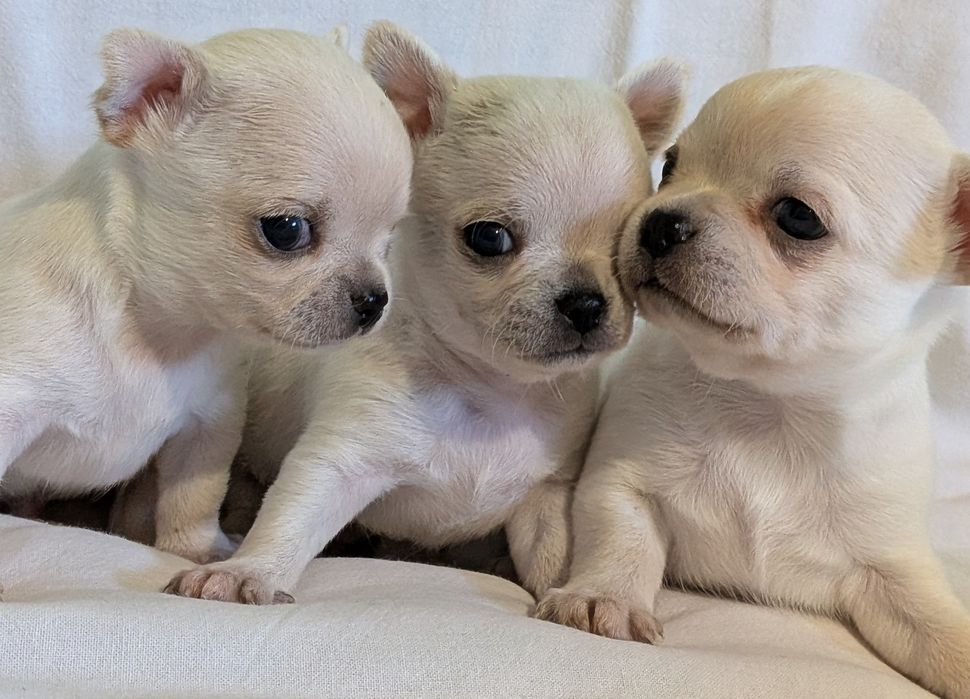 Chihuahua krótkowłosy FCI