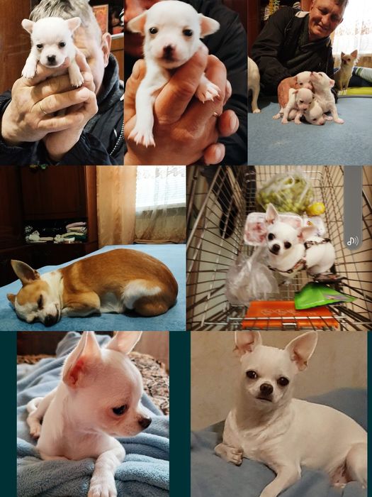 Щенки чихуахуа продам