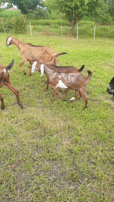 Kozioł Anglonubijski Rodowod NOG