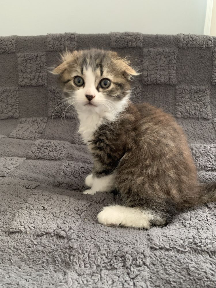 Кошенята , котики