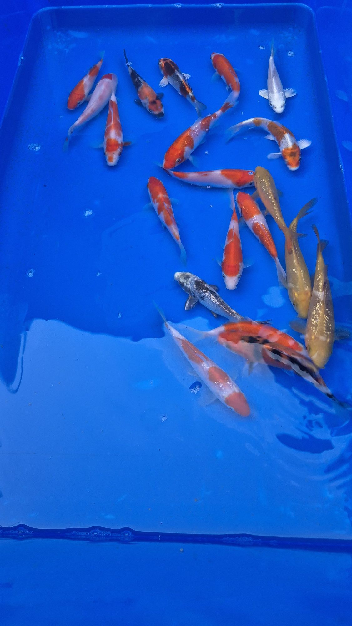 Karpie koi import z Japoni