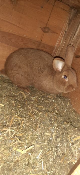 Króliki królik króle samiec samica  mięso tuszka