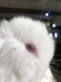 Декоративний кролик, Mini Lop , міні