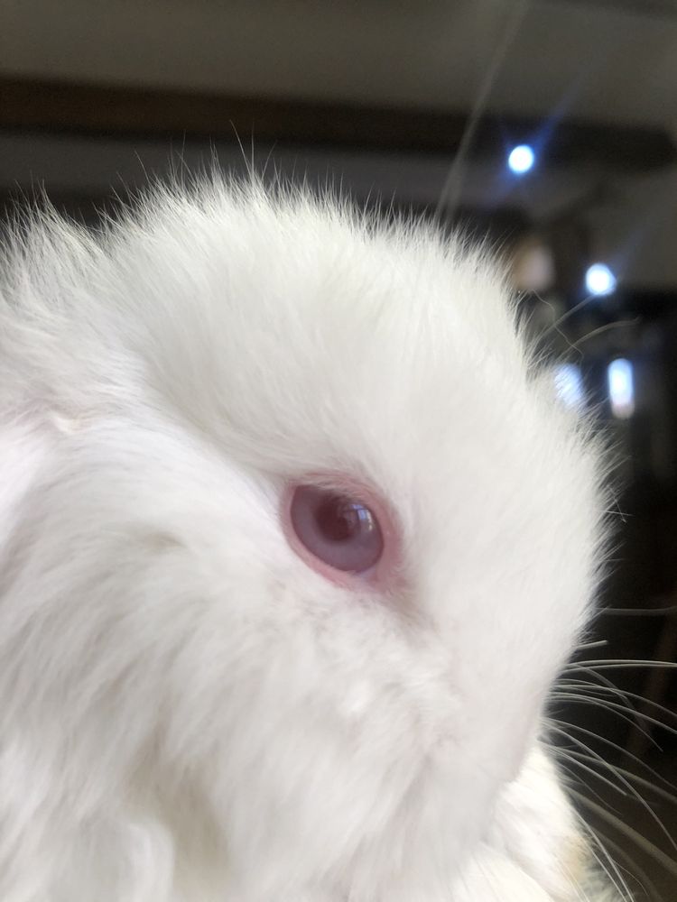 Декоративний кролик, Mini Lop , міні