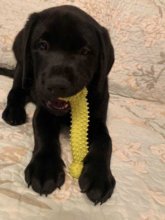 Щенки лабрадора с прививками, документами WKU, KKU. 3 месяца