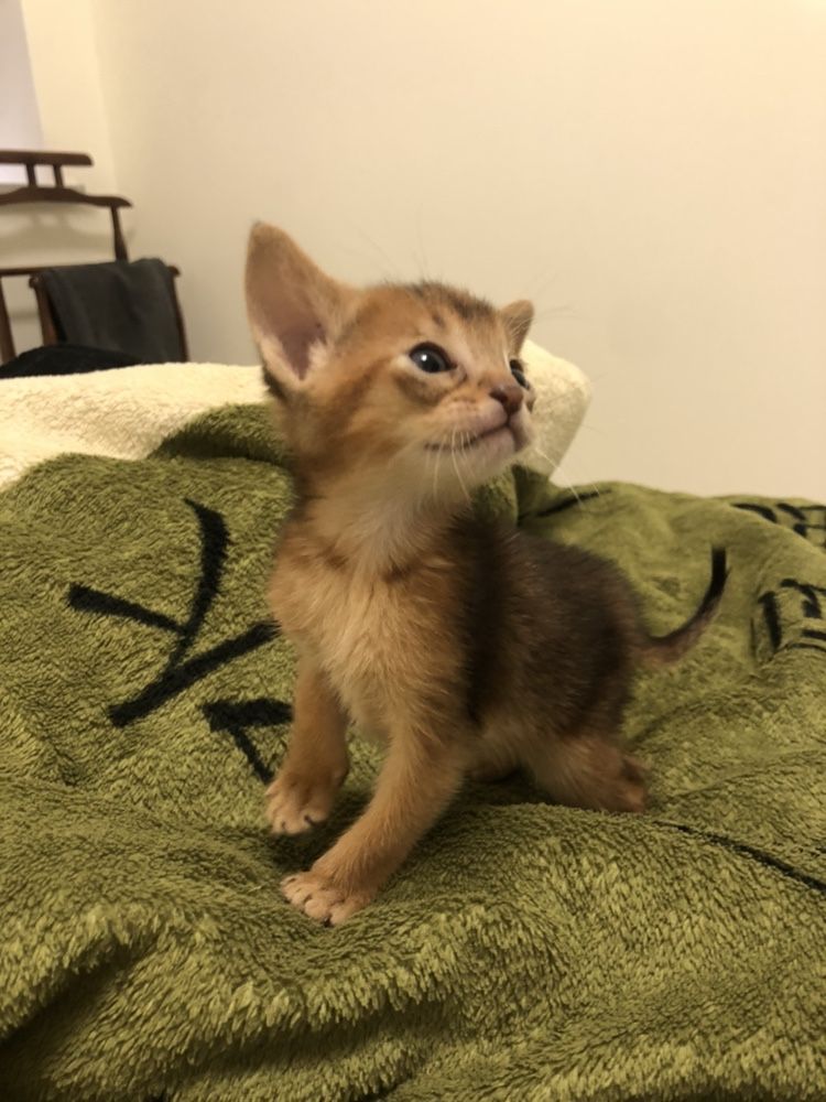 Абиссинские котята