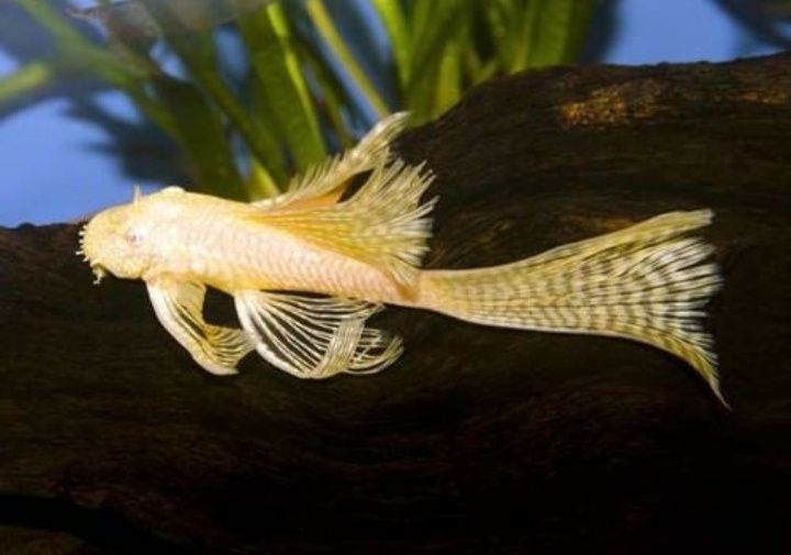 Ancistrus Albino Long Fin