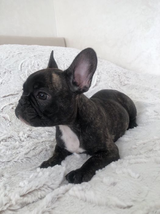 Неймовірно гарні цуценята французького бульдога почали шукати свою най