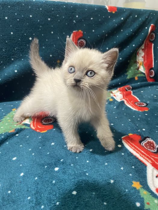 Продам чистокровних шотландських плюшевих кошенят