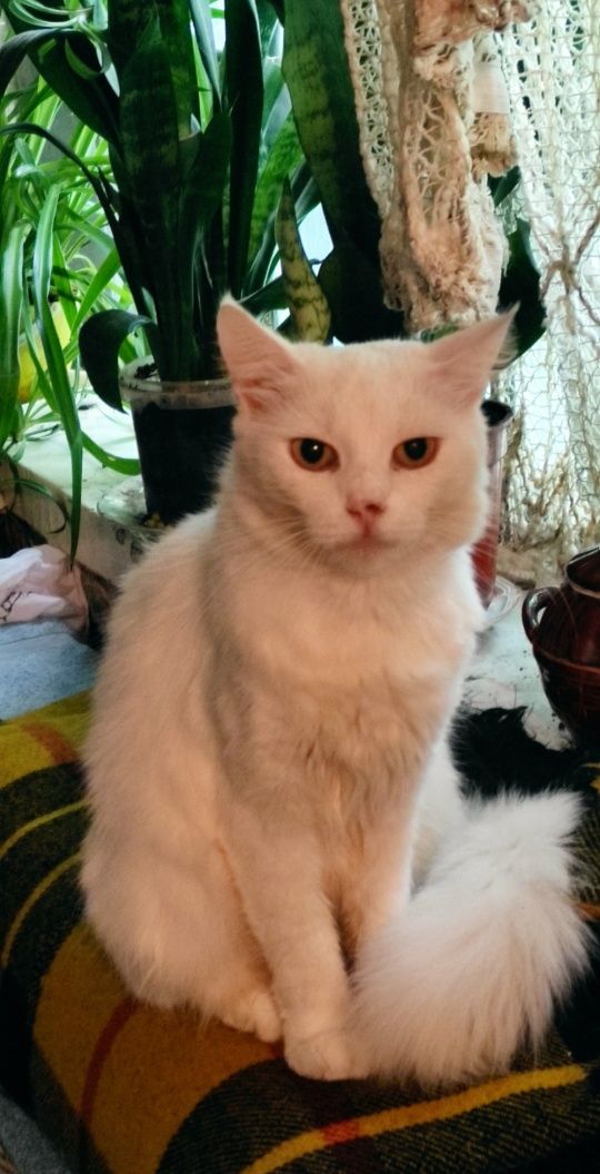Милые Ангоровые Котята  в Добрые ручки