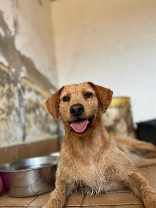 Anita - Para Adopção