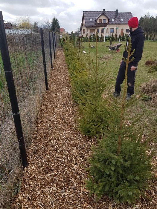 Tuja szmaragd transport sadzenie