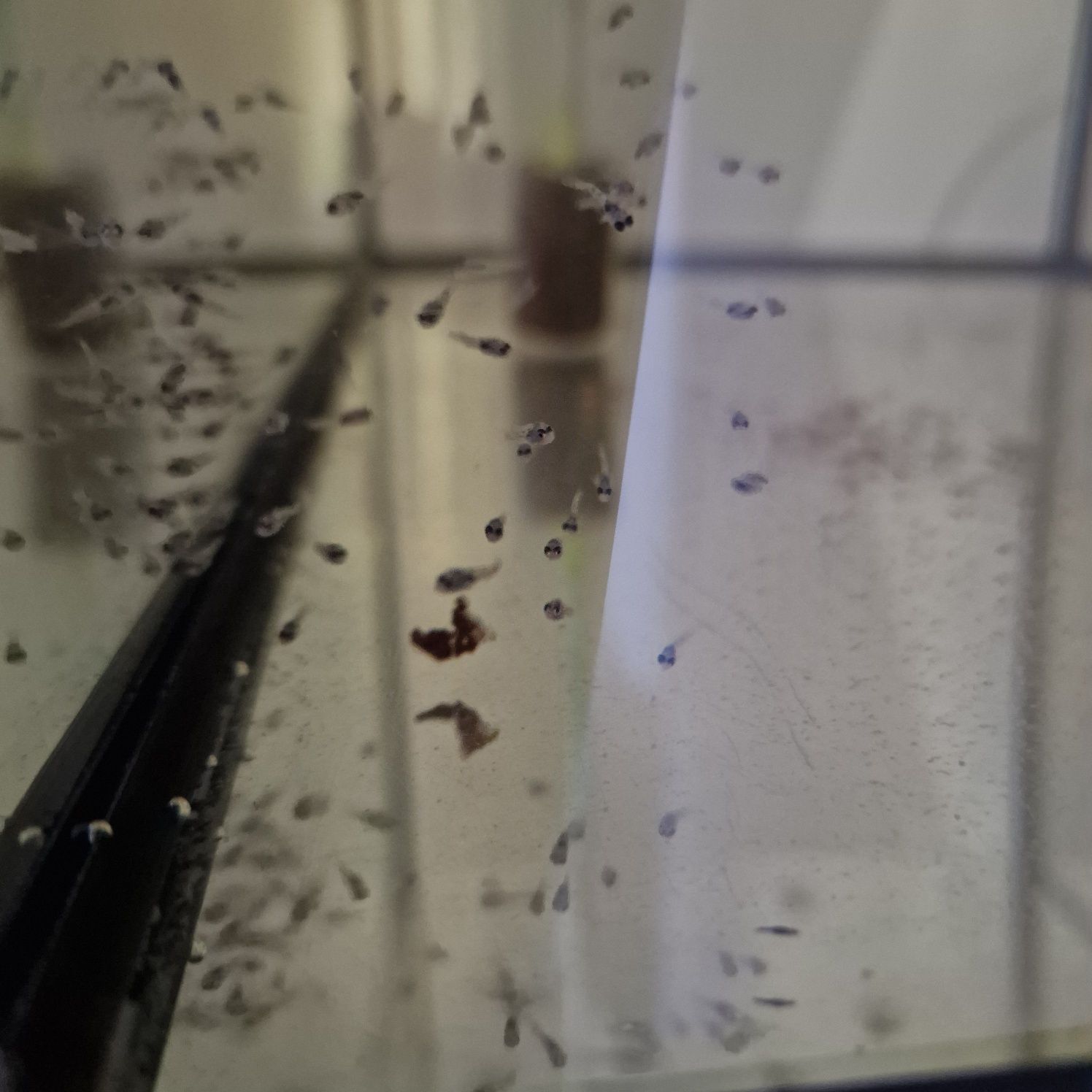JEDYNE TAKIE W POLSCE, dobrana para Ziemiojad geophagus neambi dziki