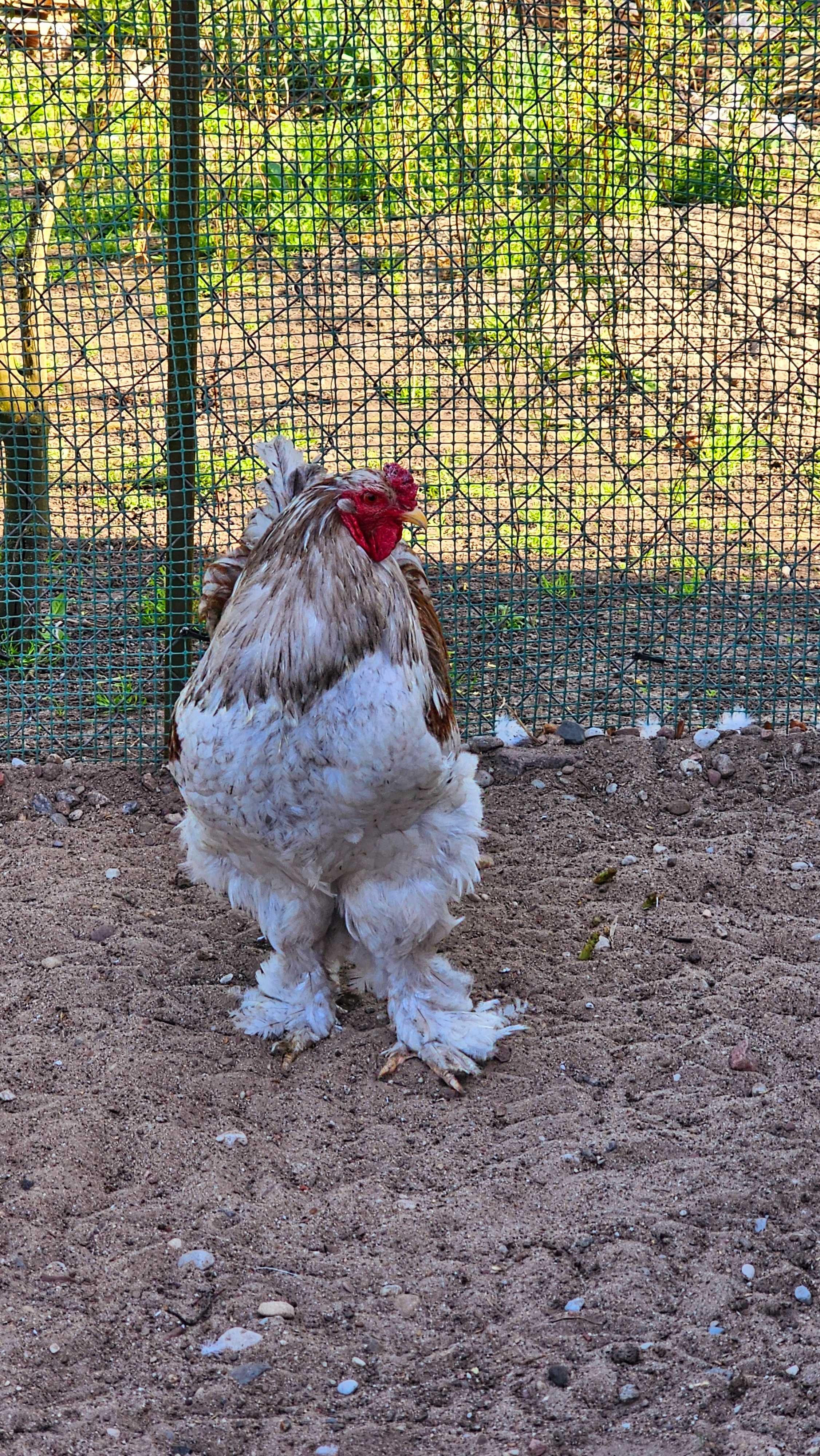 Brahma olbrzymia oraz Kochin olbrzymi