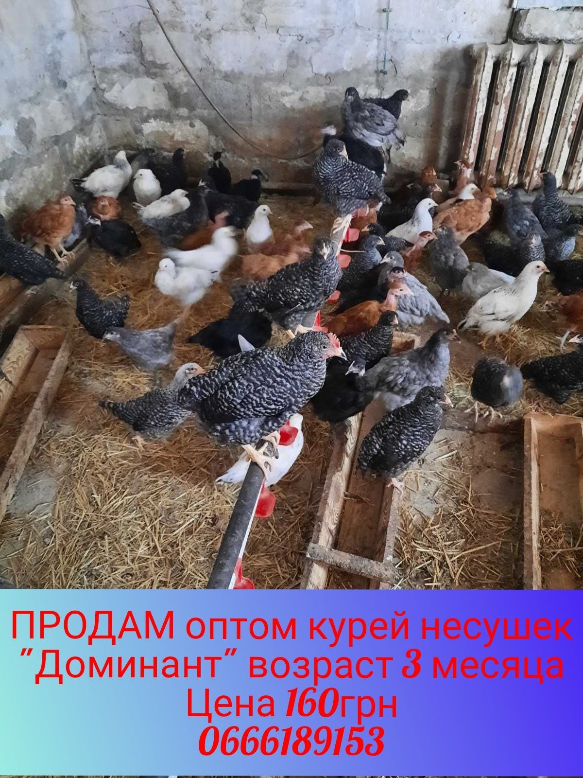 Продам курей опт и розница