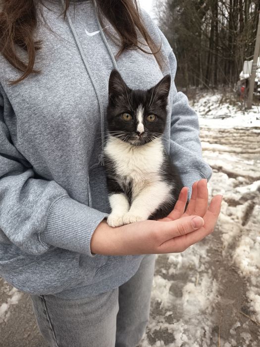 Czarne, czarno białe, bure, kocięta, zaszczepione kuwetowe oddam