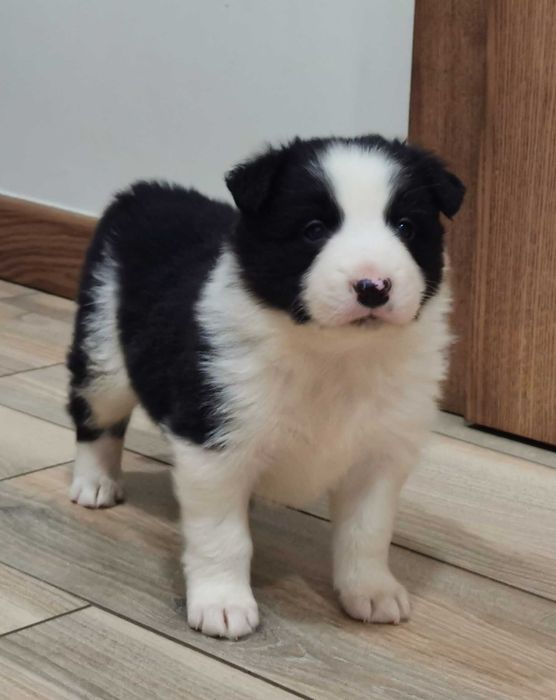 Border collie piesek czarno biały