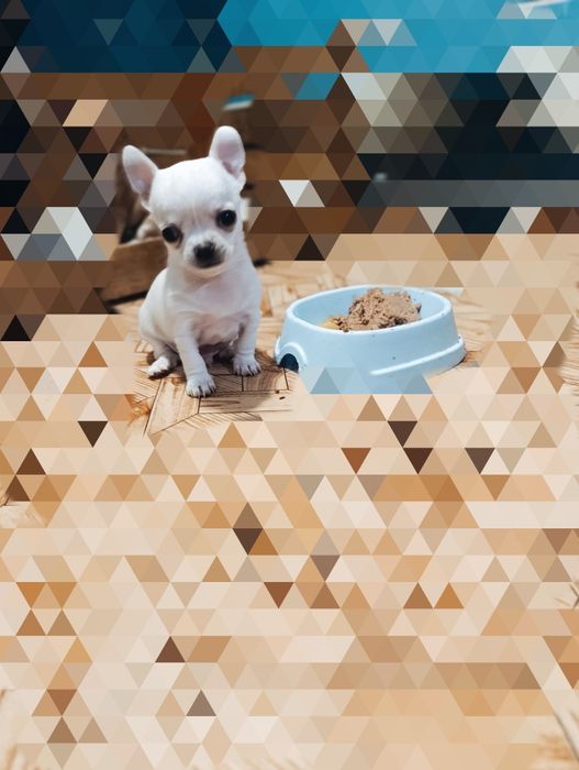 Чихуахуа шукають друзів і люблячу родину.