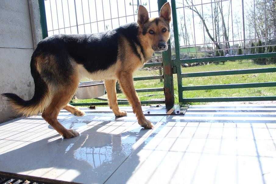 102732 Jacenty do odpowiedzialnej adopcji