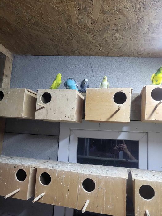 Papugi faliste samice samce