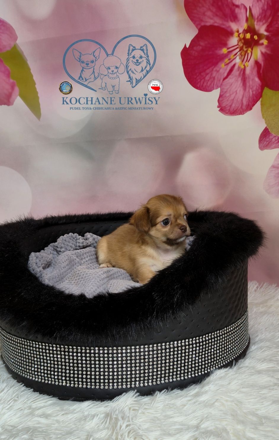 Szczeniak chihuahua długowłosy do rezerwacji,  przepiękny