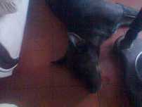 Cão para adoção responsável