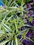 Planta aranha Chlorophytum Comosum