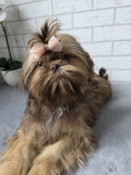 Shih Tzu Suczka Czekoladowa