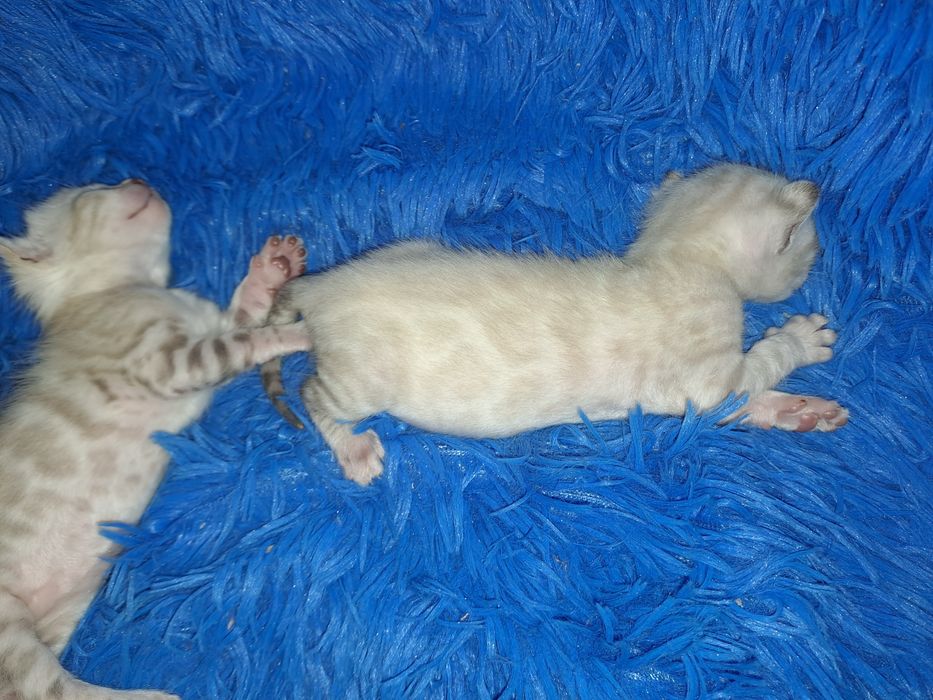 Снежные бенгальские котята кот кошка