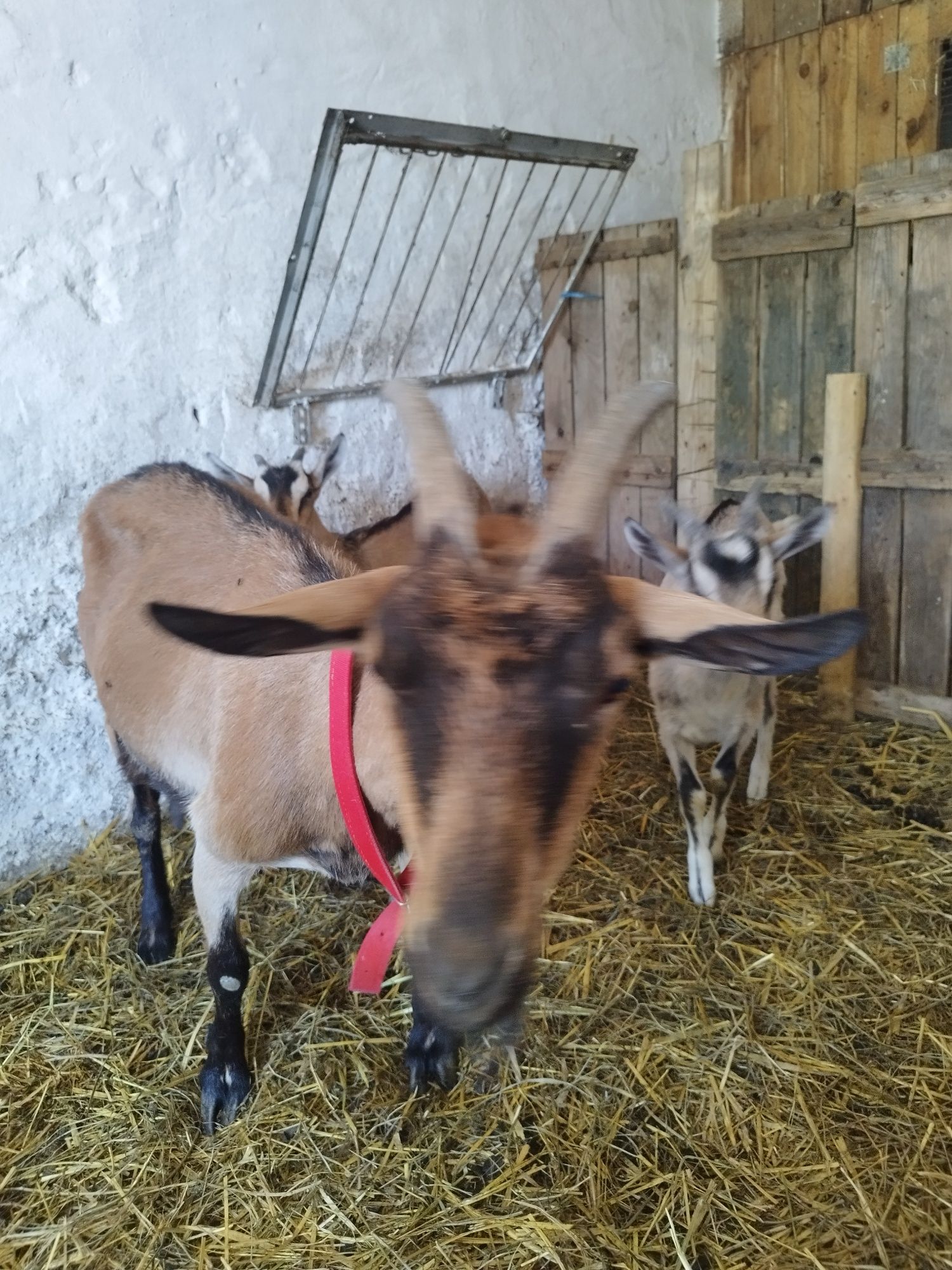 Sprzedam kozę z mlekiem