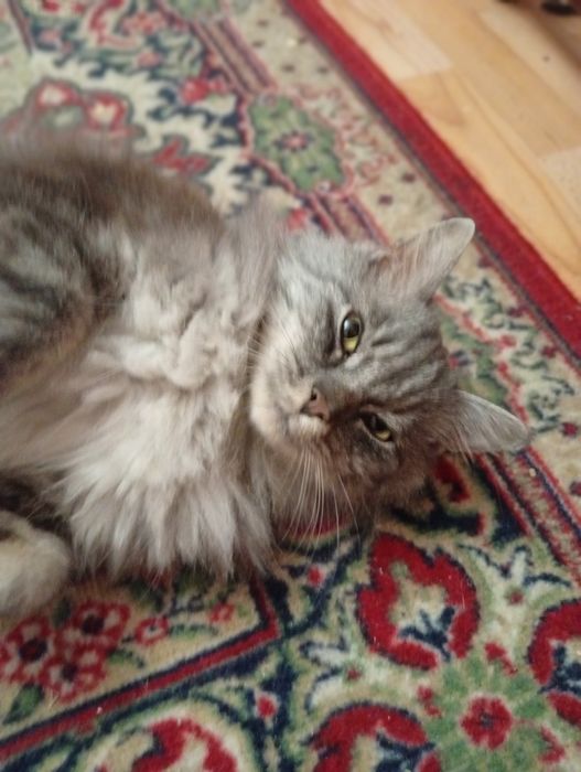 Шукаю теплі і добрі руки для ніжної кицюні