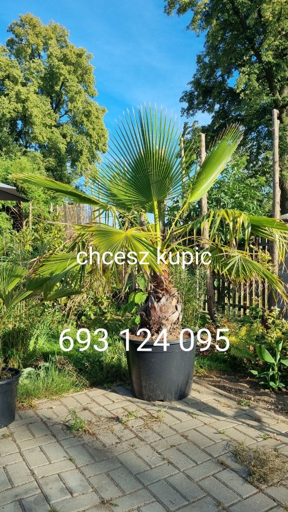 Palma waszyngtonia robusta yucca rostrata