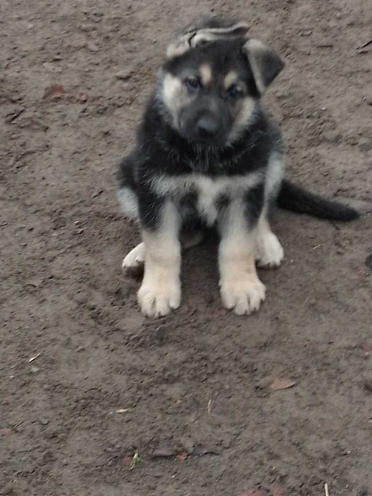 Щенки овчарки 1,5 месяца