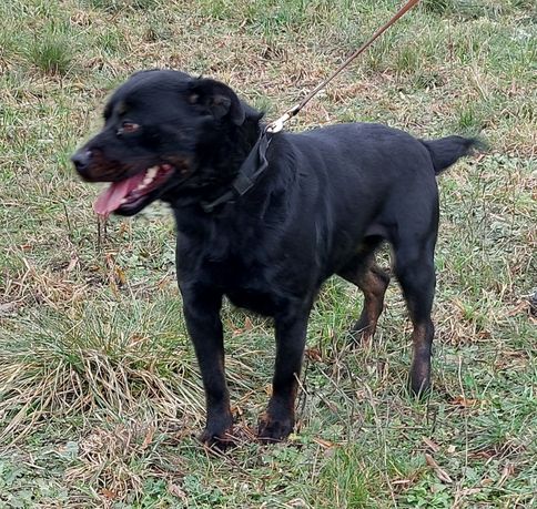 Sandy sunia w typie rottweilera do adopcji