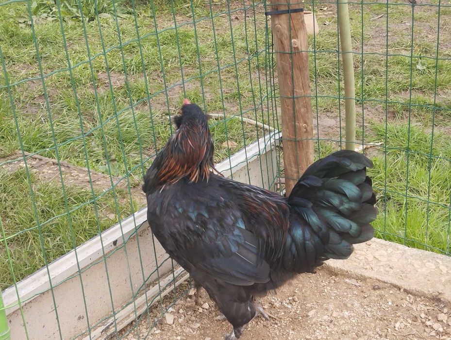Frango Aroucano preto com 9 meses