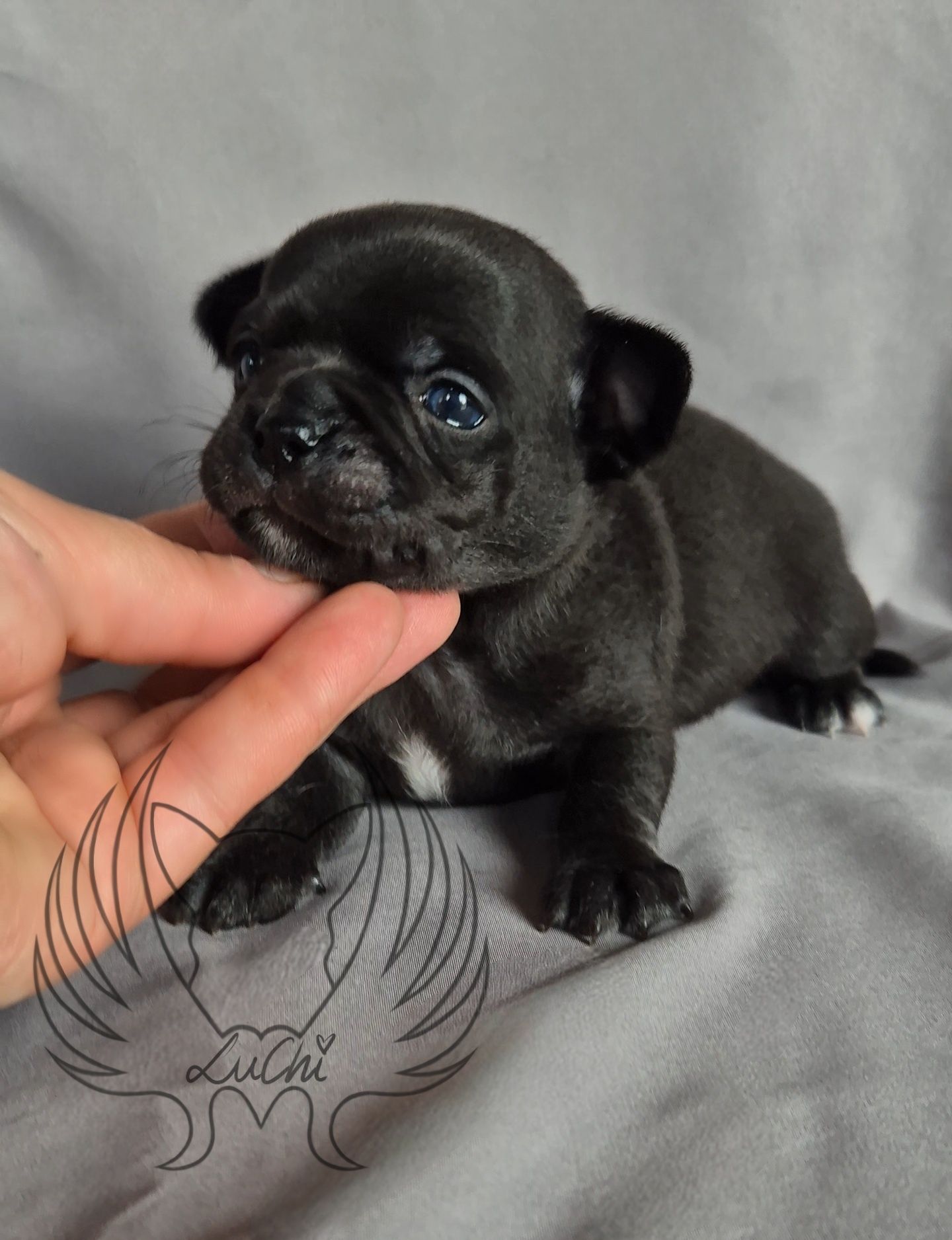 Uroczy piesek chihuahua z białym kołnierzykiem